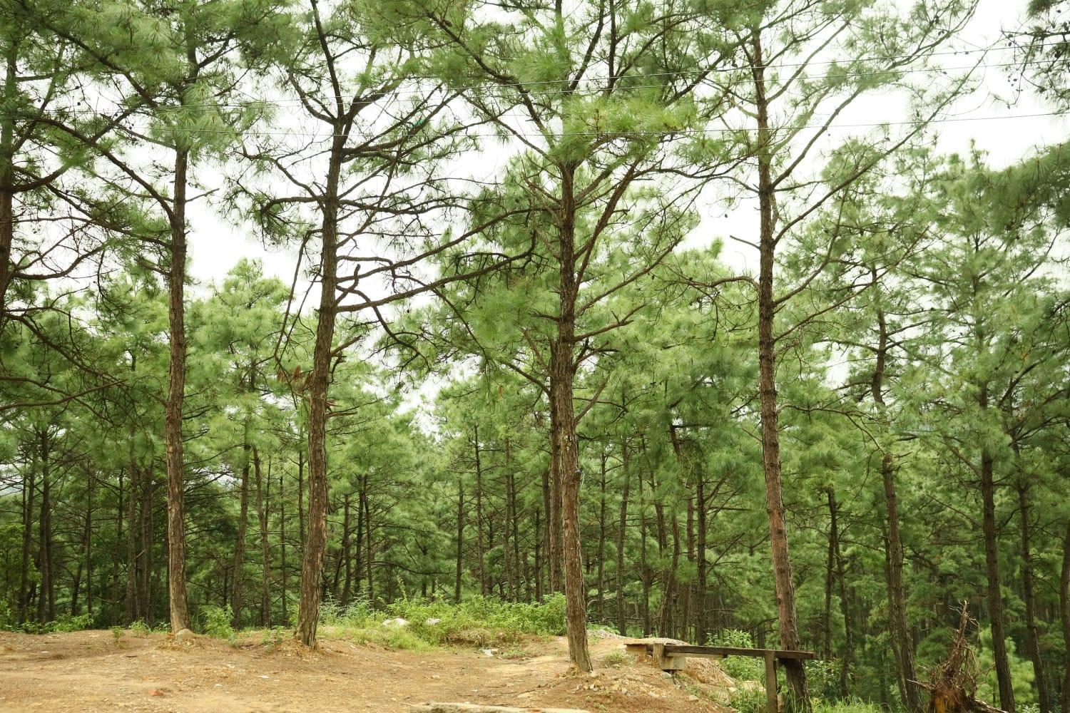 Pine Tree Lodge ชิลลอง ภายนอก รูปภาพ